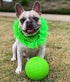Jolly Pets 6 Inch Medium Soccer Ball Floating Bouncing Dog Toy in Apple Green...