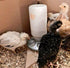 Rocky Mountain Goods Chick Feeder Base for Jar - Jar Feeder for Small Birds and Chickens - Galvanized rust proof steel - 8 feed holes - Easy to at...