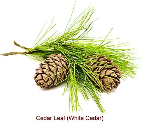 Cedar Leaf or White Cedar Essential Oil (Thuja Occidentalis) 100% Pure and Natural 1OZ30ML...
