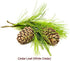 Cedar Leaf or White Cedar Essential Oil (Thuja Occidentalis) 100% Pure and Natural 1OZ30ML...