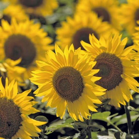 3dRose lsp_93335_6 North Dakota, Sunflowers in Cass County Us35 Rer0008 Ric Ergenbright Light Switch Cover...