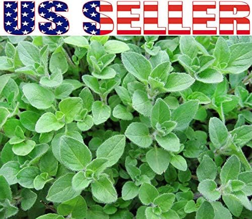 1000 Mixed Herb Seeds Heirloom Non-GMO 12 Varieties This is a Mix! Thyme Oregano Sage Tarragon Marjoram Summer Savory Basil Italian Greek Thai Dwa...