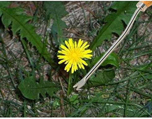 Burgon & Ball Stainless Steel Dandelion Weeder with Wooden Handle | RHS Endorsed & FSC Wood...