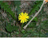 Burgon & Ball Stainless Steel Dandelion Weeder with Wooden Handle | RHS Endorsed & FSC Wood...