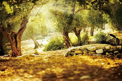 Leyiyi 7x5ft Natural Scenery Backdrop Olive Trees Sunshine Wonderland Dreamy Haze Blurred Background Stone Natural Forest Landscape Video Photo St...