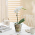 4 Inch Clear Orchid Pots with Holes and Saucers,Orchid Planter for Home Decoration - 6 Pack...