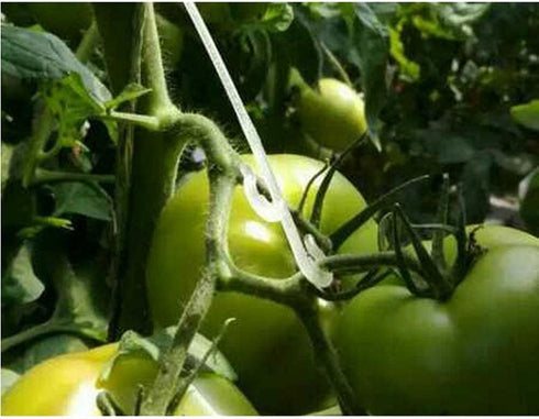 100 Pieces Plant Vine Clips Tomato Support Clips Vegetable Support J-Hook Clips Plant Support Clips Plastic Garden Hooks to Prevent Tomatoes from ...