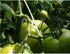 100 Pieces Plant Vine Clips Tomato Support Clips Vegetable Support J-Hook Clips Plant Support Clips Plastic Garden Hooks to Prevent Tomatoes from ...