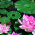 11Pcs Artificial Floating Plants Water Lily Lotus Flower and Leaves Pads for Home Garden Ponds Pool Aquarium Fish Tank Landscape Decoration...