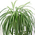 GWOKWAI 2Pcs Artificial Chlorophytum, 25.5in Faux Plant Hanging Basket Simulation Ivy Green Leaves Fake Wall Hanging Plants for Home Garden Office...