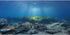AWERT Ocean Floor Fish Tank Background Underwater Stone Aquarium Background 36x20 inches Vinyl...