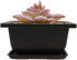 8PCS/Pack Retro Style Square Small Bonsai Training Pots with Tray, Mini Plastic Mocha Garden Flower Pot 4.7"...