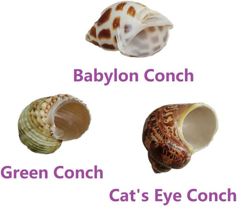 3 PCS Hermit Crab Shells 2~2.7Inch Natural Hermit Crab Shells Opening Size 1~1.3Inch Hermit Crab Supplies...