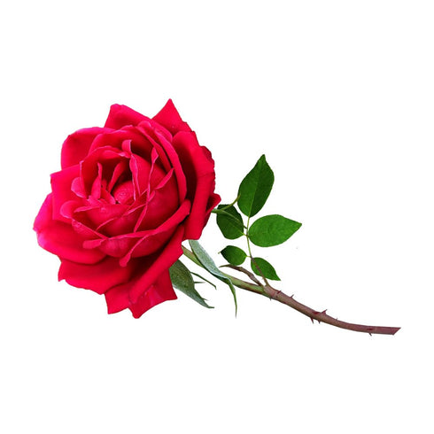 OliveNation Pure Rose Extract - 4 ounces - Premium Quality Flavoring Extract for Baking...