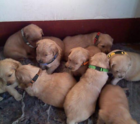 Soft Nylon Puppy Collars Puppy ID Collars Whelping Litter Collars(Deluxe) (8/Set)...
