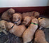 Soft Nylon Puppy Collars Puppy ID Collars Whelping Litter Collars(Deluxe) (8/Set)...