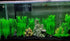 BEGONDIS 14 Pcs Artificial Green Seaweed Water Plants, Fish Tank Aquarium Decorations, Made of Soft Plastic...