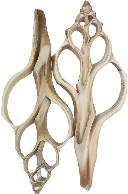 4PC Large Fox Center Slicen Shells for Crafts Windchimes Shellcraft Home Decor Apprx 6.5" Inch...