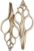 4PC Large Fox Center Slicen Shells for Crafts Windchimes Shellcraft Home Decor Apprx 6.5" Inch...