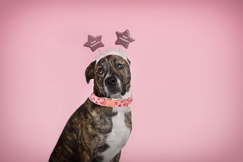 Lionet Paws Valentine Day Dog Collar, Heavy-Duty Cute Red Heart pattern Collar with Metal Buckle Pet Necklace for Large Dog Gift, XLarge, Neck 16-...