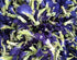 ANCIENT HERB Premium Dried Butterfly Pea Flower for Blue & Purple Drinks and Food Coloring, Pea Flower Tea, Non-GMO, Pure Natural Butterfly Pea Te...