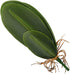 WINOMO Orchid Leaf, Artificial Orchid Plant Fake Flower Leaf Home Office Decoration...