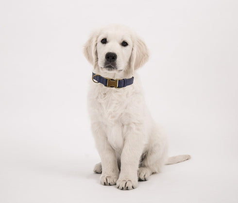 THAIN Soft Leather Dog Collar, Heavy Duty Metal Buckle Padded Dog Collar Quick Release, Adjustable Pet Collar for Medium Large dogs Breeds (L, Dar...