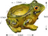 123Arts Resin Frog Shape Succulent Planter Pot Flower Pot Lifelike Frog Planter...