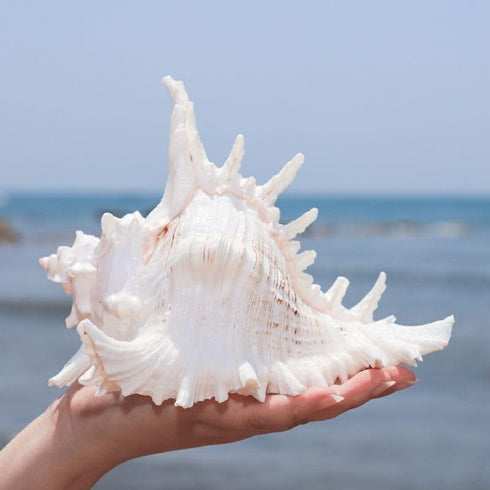 5.5‘’ to 6.3‘’ Large Natural Conch Shell Fish Tank Hideout Fish Tank House Natural Conch sea Shells for Fish Tank,Air Plant,Home Decorations,DIY C...