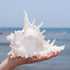 5.5‘’ to 6.3‘’ Large Natural Conch Shell Fish Tank Hideout Fish Tank House Natural Conch sea Shells for Fish Tank,Air Plant,Home Decorations,DIY C...