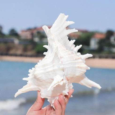 5.5‘’ to 6.3‘’ Large Natural Conch Shell Fish Tank Hideout Fish Tank House Natural Conch sea Shells for Fish Tank,Air Plant,Home Decorations,DIY C...