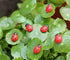 100 pcs Wooden Ladybug Garden Stones - Decorative Outdoor Ornaments - Garden Decoration for Vegatable and Flower Beds...
