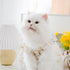 Pet Floral Dress Dog Summer Dress for Small Dog Cats Puppy Princess Dress for Party Holiday Birthday Costume Pet Clothing Outfits for Small Medium...