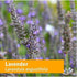 Herb Pharm Certified Organic Lavender Flower Liquid Extract for Calming Nervous System Support, 1 Fl Oz...