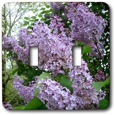 3dRose lsp_3139_2 " Lilac Double Toggle Switch...