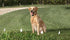 Long Lasting Japanese Powered Battery for All Fence Collars That Use Model RFA-67 (8 Pack)...