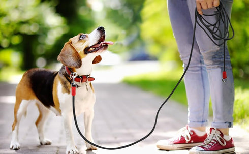 YAODHAOD Long Rope Dog Leash for Dog Training Leash,9.8FT/12.4FT/32.8FT Threads Check Cord Dog Leash,Pet Training Tracking Line Leash for Outside,...