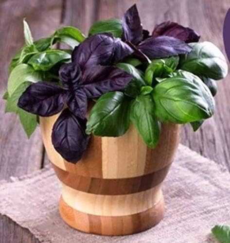 Seeds Indoor Basil Mix (Red, Purple and Green) Herb Heirloom for Planting Non GMO...