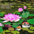 11Pcs Artificial Floating Plants Water Lily Lotus Flower and Leaves Pads for Home Garden Ponds Pool Aquarium Fish Tank Landscape Decoration...
