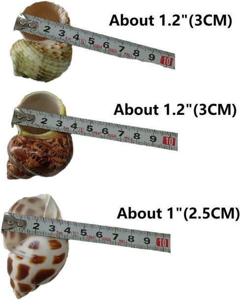 3 PCS Hermit Crab Shells 2~2.7Inch Natural Hermit Crab Shells Opening Size 1~1.3Inch Hermit Crab Supplies...