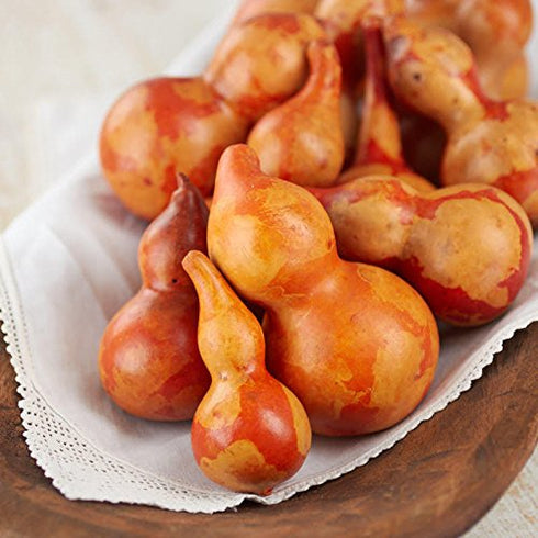 12 Piece Package Mottled Orange Dried Natural Gourds | Dried Gourds for Fall Decor...