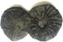 100 Pack Black Stretchable Headphone Ear Covers Sanitary Non-Woven Headset Covers Hygiene Ear Pads Cushions for Earmuff-Style Gaming Headphone/VR ...