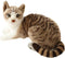 Siamese Cat Stuffed Animal, Shorthair Cat Realistic Plush Cat Stuffed Toys, Gift for Kids 12inches (B)...