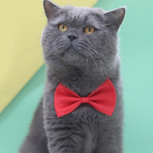 Orange Dog Bow Ties with Adjustable Collar Pet Neckties Cat Bow Tie Dog Bowtie Collar Dog Bows Grooming Solid Puppy Neckties Cat Collars Basic Dog...