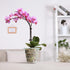 4 Inch Clear Orchid Pots with Holes and Saucers,Orchid Planter for Home Decoration - 6 Pack...