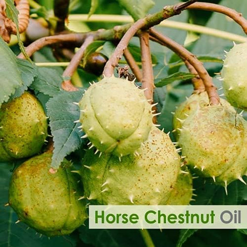Salvia Horse Chestnut Oil |Pure and Natural Horse Chestnut Oil | Firm Skin, Skin Hydration, Skin Toning, Cosmetic Grade| Skincare, Hair Care, and ...