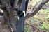 Hammock Bliss Deluxe Cinching Tree Straps - Heavy Duty & Extra Long Adjustable Tree Straps - Seat Belt Like Buckle Makes It a Cinch to Hang Your C...