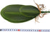 WINOMO Orchid Leaf, Artificial Orchid Plant Fake Flower Leaf Home Office Decoration...