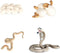 Realistic Animal Growth Cycle Model Toy Educational Toy for Boys Girls Kids Gifts (Snake)...