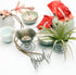 20 Pack Air Plant Stand Container Tillandsia Holder, Stainless Steel Tillandsia Container for Live Tropical Plant Home Office Desktop Decoration S...